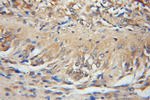 ARPP-19 Antibody in Immunohistochemistry (Paraffin) (IHC (P))