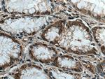 IPO4 Antibody in Immunohistochemistry (Paraffin) (IHC (P))