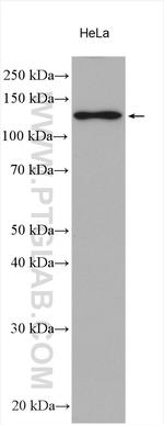 IPO4 Antibody in Western Blot (WB)