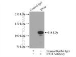 IPO4 Antibody in Immunoprecipitation (IP)