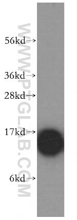 Profilin 1 Antibody in Western Blot (WB)