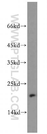 MRPL23 Antibody in Western Blot (WB)