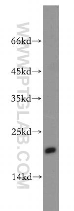 MRPL23 Antibody in Western Blot (WB)