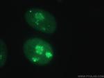 GAR1 Antibody in Immunocytochemistry (ICC/IF)