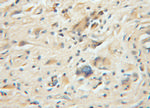 PPP5C Antibody in Immunohistochemistry (Paraffin) (IHC (P))