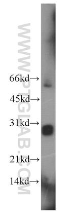 LIN28 Antibody in Western Blot (WB)