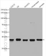 TWF1 Antibody in Western Blot (WB)