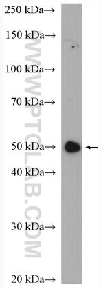 NAMPT/PBEF Antibody in Western Blot (WB)