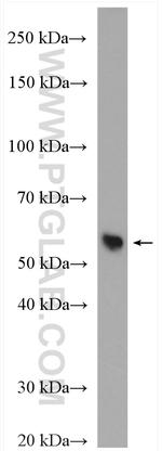 NAMPT/PBEF Antibody in Western Blot (WB)