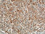 Eotaxin Antibody in Immunohistochemistry (Paraffin) (IHC (P))