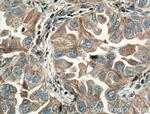 Eotaxin Antibody in Immunohistochemistry (Paraffin) (IHC (P))