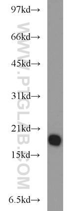 BUD31 Antibody in Western Blot (WB)