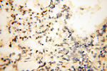 POPDC3 Antibody in Immunohistochemistry (Paraffin) (IHC (P))