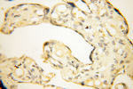 POPDC3 Antibody in Immunohistochemistry (Paraffin) (IHC (P))