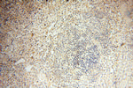 POPDC3 Antibody in Immunohistochemistry (Paraffin) (IHC (P))