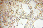 POPDC3 Antibody in Immunohistochemistry (Paraffin) (IHC (P))