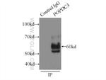 POPDC3 Antibody in Immunoprecipitation (IP)