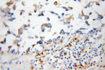 S100P Antibody in Immunohistochemistry (Paraffin) (IHC (P))