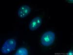NOLC1 Antibody in Immunocytochemistry (ICC/IF)