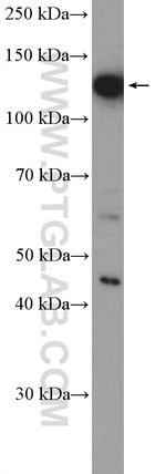 NOLC1 Antibody in Western Blot (WB)