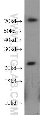 CDC42EP2 Antibody in Western Blot (WB)