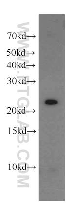 CDC42EP2 Antibody in Western Blot (WB)