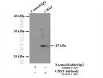 CBX5 Antibody in Immunoprecipitation (IP)
