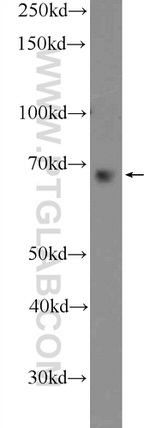 GBP2 Antibody in Western Blot (WB)