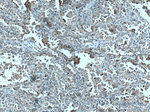 HSD17B6 Antibody in Immunohistochemistry (Paraffin) (IHC (P))