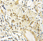 BRD3 Antibody in Immunohistochemistry (Paraffin) (IHC (P))