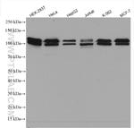 BRD3 Antibody in Western Blot (WB)