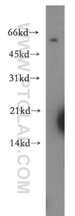 RAMP3 Antibody in Western Blot (WB)