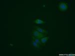 HNMT Antibody in Immunocytochemistry (ICC/IF)