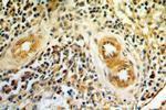 AGGF1 Antibody in Immunohistochemistry (Paraffin) (IHC (P))