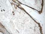 HuR Antibody in Immunohistochemistry (Paraffin) (IHC (P))