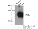 HuR Antibody in Immunoprecipitation (IP)