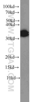 HuR Antibody in Western Blot (WB)