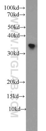 HuR Antibody in Western Blot (WB)