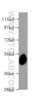 STEAP4 Antibody in Western Blot (WB)