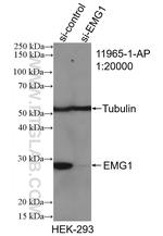 EMG1 Antibody in Western Blot (WB)