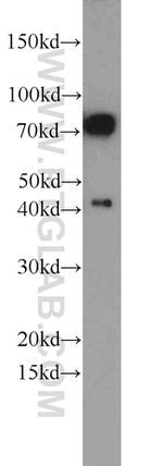 DNAJC2/MPP11 Antibody in Western Blot (WB)