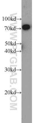 DNAJC2/MPP11 Antibody in Western Blot (WB)