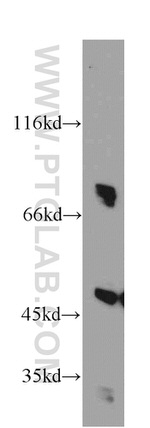 DNAJC2/MPP11 Antibody in Western Blot (WB)