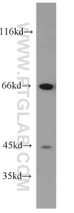 DNAJC2/MPP11 Antibody in Western Blot (WB)