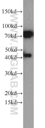 DNAJC2/MPP11 Antibody in Western Blot (WB)