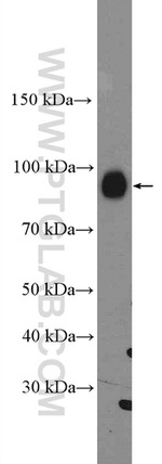 TrkC Antibody in Western Blot (WB)