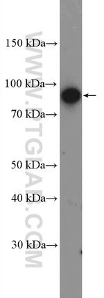 TrkC Antibody in Western Blot (WB)