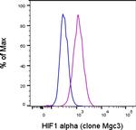 HIF-1 alpha Antibody