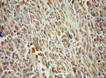 BAF170 Antibody in Immunohistochemistry (Paraffin) (IHC (P))