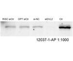 DVL2 Antibody in Western Blot (WB)